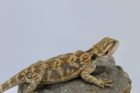 Medium Leatherback Bearded Dragons