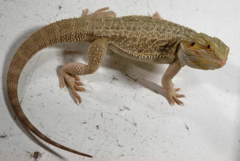 Sub Adult Hypo Bearded Dragons