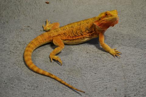 Adult Orange Bearded Dragons