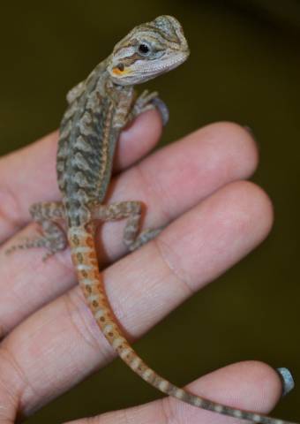 Baby Hypo Translucent Leatherback Bearded Dragons