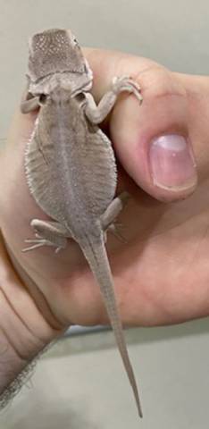 Small Leatherback Zero Bearded Dragons
