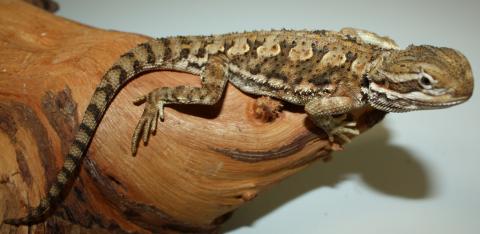 Sub Adult Male Rankins Dragons w/nips