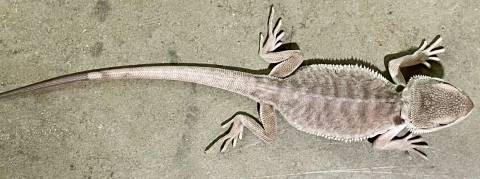 Small Zero Leatherback Bearded Dragons