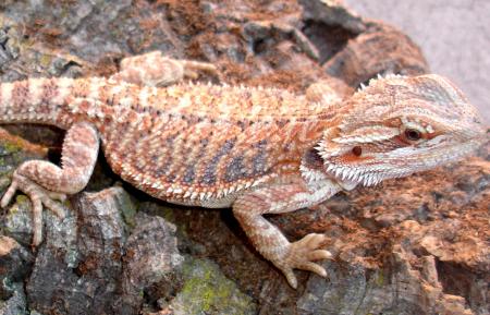 Medium Hypo Red Bearded Dragons