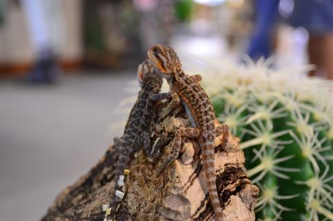 Baby Red Translucent Bearded Dragons