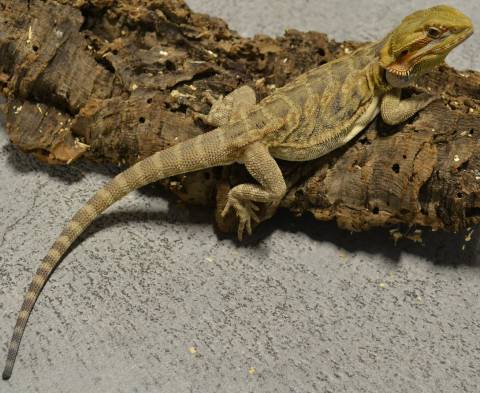 Adult Leatherback Bearded Dragons w/nips
