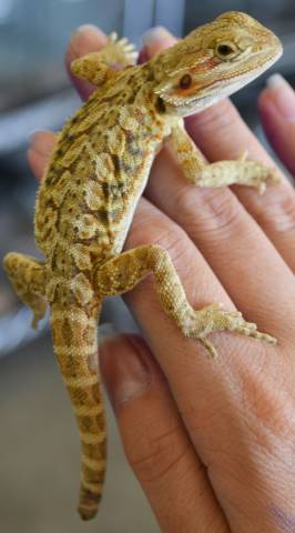 Medium Leatherback Bearded Dragons w/minor nips