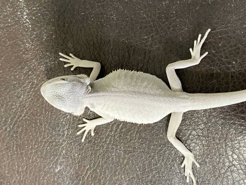 Small Hypo Leatherback ZERO Bearded Dragons