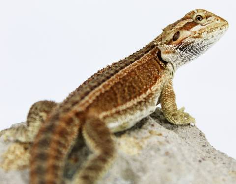 Small Genetic Stripe Bearded Dragons w/minor nips