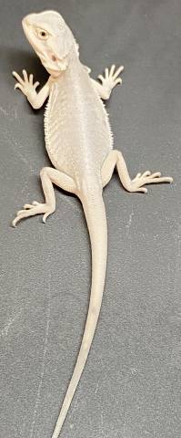Small Hypo Leatherback ZERO Bearded Dragon w/very minor kink tail