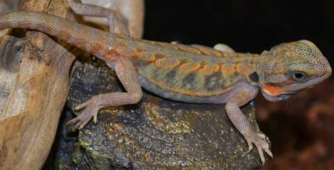 Small Hypo Translucent Leatherback Bearded Dragons