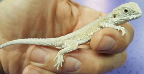 Small Witblits Bearded Dragons