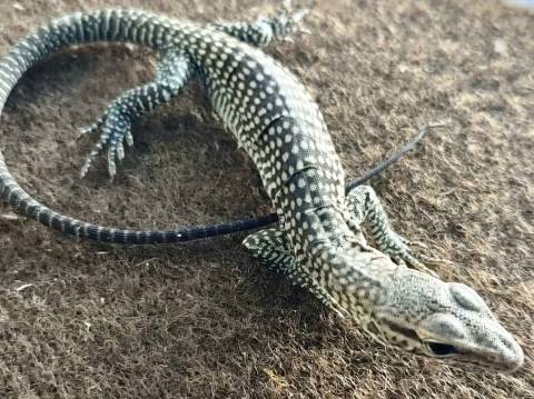 Baby Black Headed Monitors