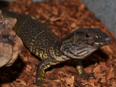 Small Dumeril's Monitors