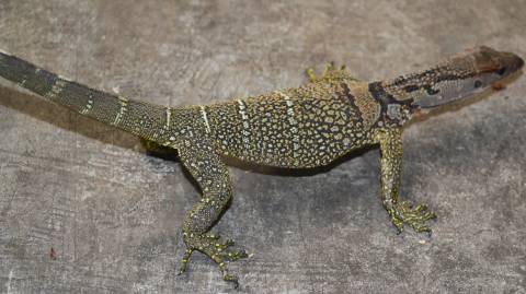 Small Black Roughneck Monitors