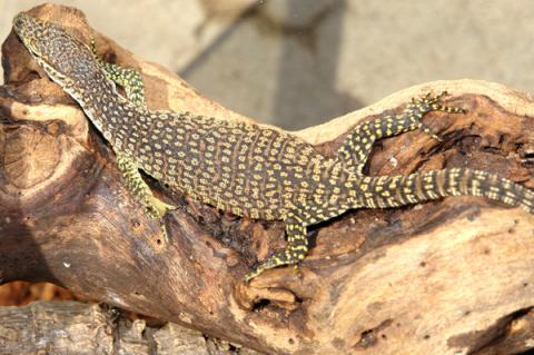Sub Adult Yellow Spot Timor Monitors