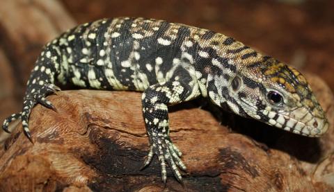 Medium Argentine Black & White Tegus w/minor nip tails