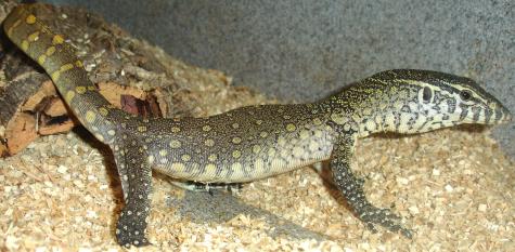 Small Nile Monitors