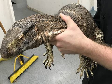 Large Black Throat Monitors
