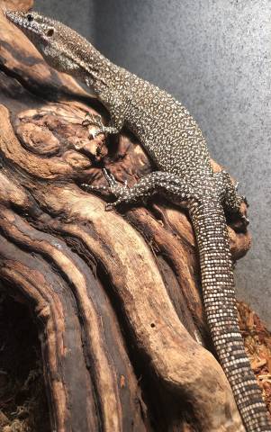 Adult Blue Spot Timor Monitors