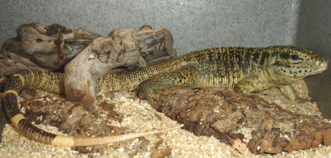 Medium Gold Tegus