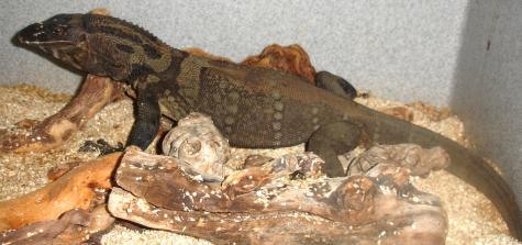 Large Black Roughneck Monitors