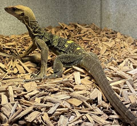 Solomon Island Spiny Neck Monitors