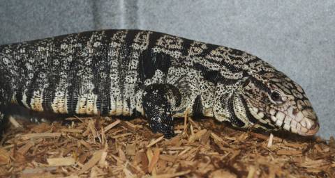Sub Adult Argentine Black & White Tegus w/minor nips