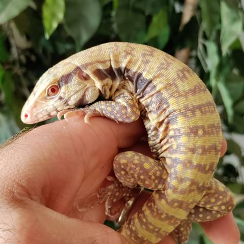 Baby Hurricane Albino Tegus