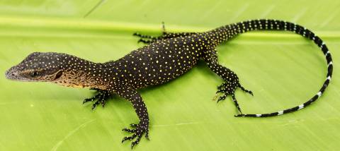 Baby Peach Throat Monitors