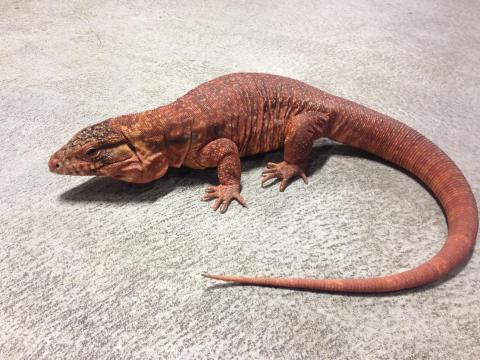 Adult Male Argentine Red Tegus