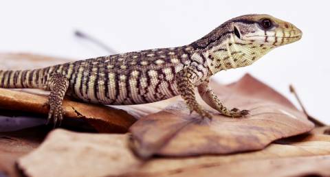 Baby Savannah Monitors