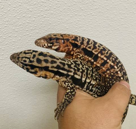Baby "Pink Panther" Tegus
