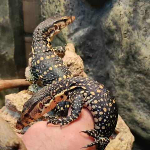 Baby Asian Water Monitors (USA Captive Bred)