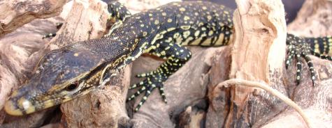 Baby Salvator Water Monitors