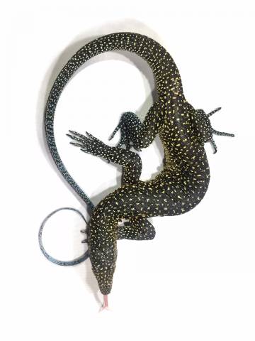 Blue Tailed Monitors