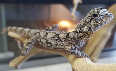 Baby Frilled Dragons