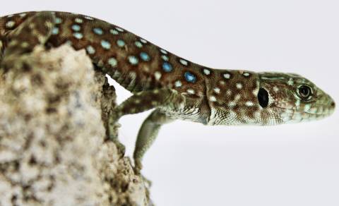 Baby Jeweled Lacertas