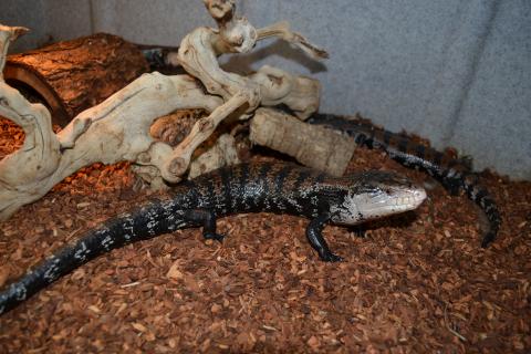 Adult Halmahera Blue Tongue Skinks