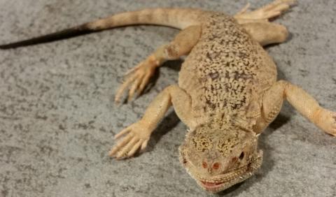 Small Toad Headed Agamas