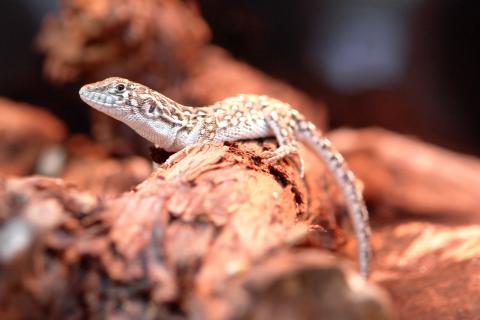 Baby Steppe Runner Lizards