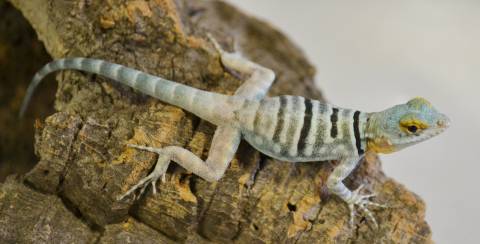 Baby Baja Blue Rock Lizards