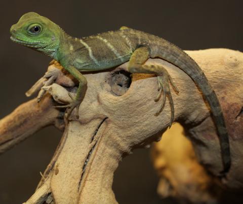 Baby Chinese Water Dragons w/stub tails