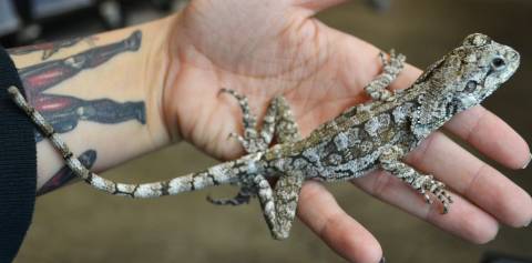 Baby Frilled Dragons w/stub tails
