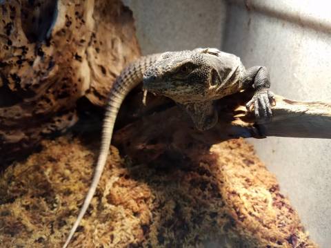 Honduran Spiny Tailed Iguanas