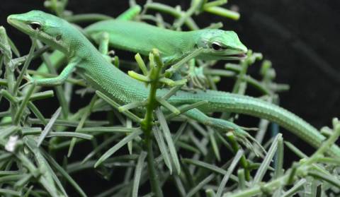 Sakishima grass lizards  (Takydromus dorsalis)
