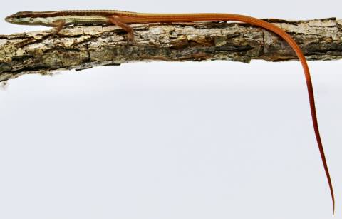 Baby Long Tailed Grass Lizards (Captive Bred)