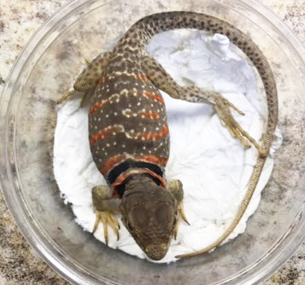 Desert Collared Lizards