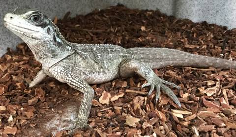 Large Sailfin Dragons