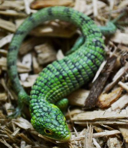 Medium Mexican Alligator Lizards